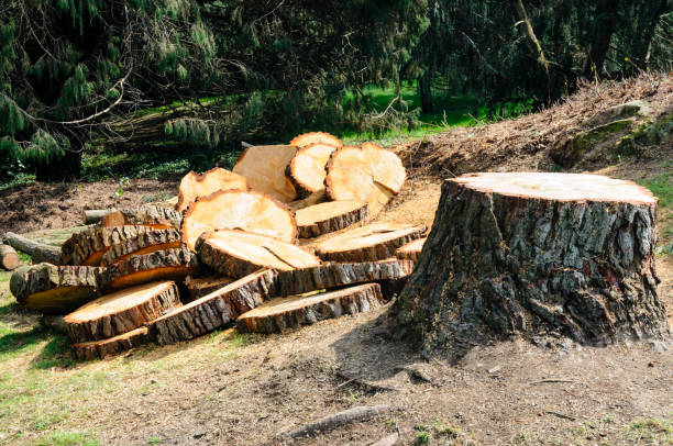 Best Root Management and Removal  in Spearman, TX